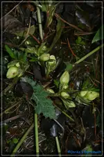 comp_DSC02599.webp