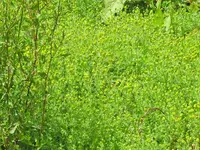 IMG_3704v.webp