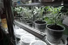 DSCN3491.2.webp