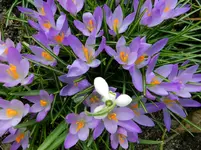 Krokus_8880.webp