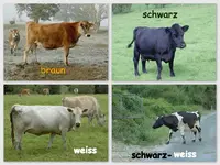 Kuehev.webp