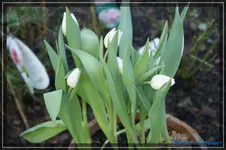 comp_DSC02608.webp