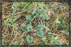 comp_DSC02609.webp