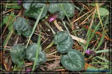 comp_DSC02610.webp