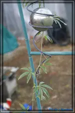 comp_DSC02612.webp