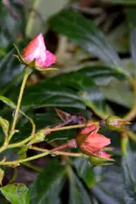 DSC_7283_41067.webp