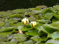 DSCN8352.webp