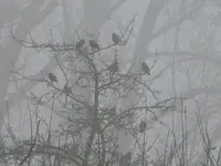 P1260875.webp