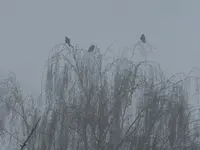 P1260910.webp