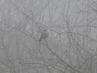 P1260872.webp