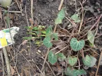 Alpenveilchen und Narzissen.webp