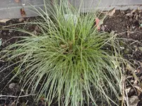 Gras.webp