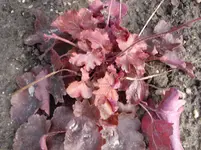 Heuchera.webp