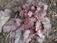 Heuchera1.webp