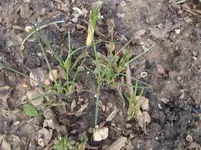 Krokusse, Schneeglöckchen.webp