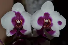 Orchideen_4037.webp