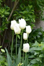 DSC_7437_2352.webp