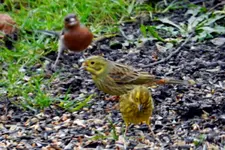 Goldammern Buchfink_5840.webp
