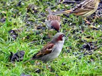 Haussperling_5993.webp