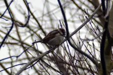 Haussperling_7342.webp