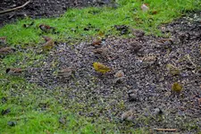 Haussperling-Goldammer_7504.webp