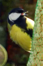 Kohlmeise_5970.webp