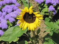 133.webp