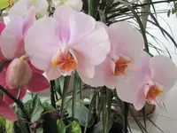040.webp