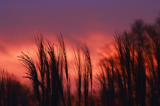 Morgenröte_dawn_red sky2_640.webp