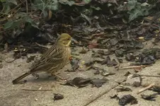 DSCF9799.webp