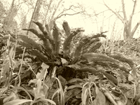 P1260567.webp