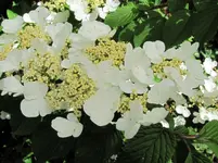 IMG_0019v.webp