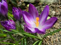 Krokus_0006.webp