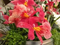 Bild 1368.webp
