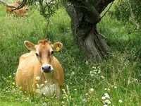 Copy of IMG_3697v.webp