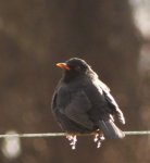 Amsel mit schnee füßchen +.jpg