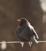 Amsel mit schnee füßchen +.webp
