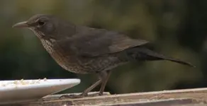 Amsel Frau gr.webp