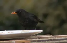Amsel H, Haferflocken.webp
