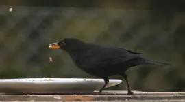 Amsel h. Haferfl. fliegen.webp