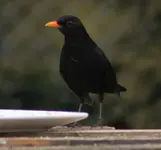Amsel Herr ohne schnabelfleck.webp