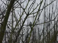 P1270112.webp