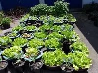 Kopfsalat.webp