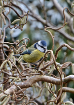 DSC_3452.webp