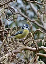 DSC_3453.webp