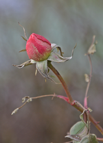 DSC_3456.JPG