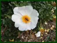 190.webp