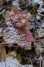DSC_3450.webp