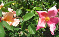 mutabilis 09.05._1.webp