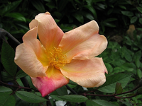 mutabilis10.webp